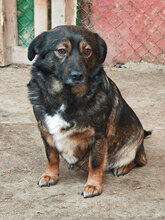 MOCHI, Hund, Mischlingshund in Rumänien - Bild 10