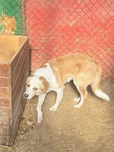 MOCHI, Hund, Mischlingshund in Rumänien - Bild 4