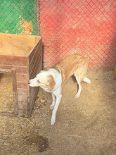 MOCHI, Hund, Mischlingshund in Rumänien - Bild 5
