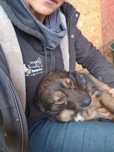 MOCHI, Hund, Mischlingshund in Rumänien - Bild 8