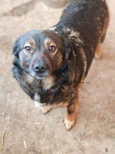 MOCHI, Hund, Mischlingshund in Rumänien - Bild 9
