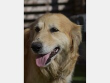 ROMA, Hund, Golden Retriever in Spanien - Bild 1