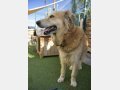 ROMA, Hund, Golden Retriever in Spanien - Bild 2