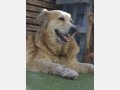 ROMA, Hund, Golden Retriever in Spanien - Bild 3