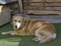 ROMA, Hund, Golden Retriever in Spanien - Bild 4