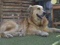 ROMA, Hund, Golden Retriever in Spanien - Bild 5