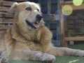 ROMA, Hund, Golden Retriever in Spanien - Bild 6