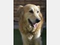 ROMA, Hund, Golden Retriever in Spanien - Bild 7