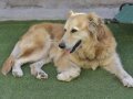 ROMA, Hund, Golden Retriever in Spanien - Bild 8