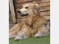 ROMA, Hund, Golden Retriever in Spanien - Bild 9