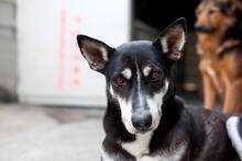 COCO, Hund, Mischlingshund in Rumänien - Bild 1