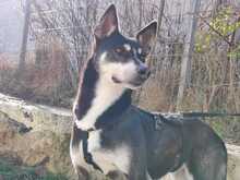COCO, Hund, Mischlingshund in Rumänien - Bild 2