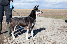 COCO, Hund, Mischlingshund in Rumänien - Bild 3