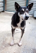 COCO, Hund, Mischlingshund in Rumänien - Bild 4