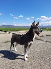 COCO, Hund, Mischlingshund in Rumänien - Bild 5