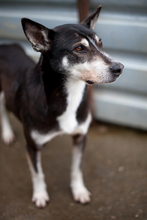 COCO, Hund, Mischlingshund in Rumänien - Bild 6