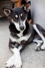 COCO, Hund, Mischlingshund in Rumänien - Bild 7