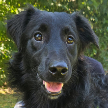 LINDO, Hund, Mischlingshund in Kroatien - Bild 1