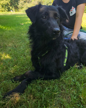 LINDO, Hund, Mischlingshund in Kroatien - Bild 2