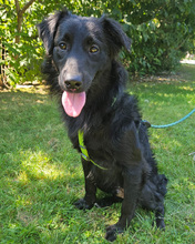 LINDO, Hund, Mischlingshund in Kroatien - Bild 3