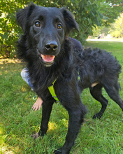 LINDO, Hund, Mischlingshund in Kroatien - Bild 4