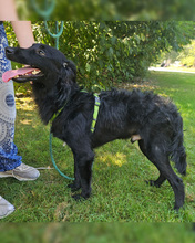 LINDO, Hund, Mischlingshund in Kroatien - Bild 5