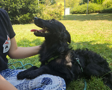 LINDO, Hund, Mischlingshund in Kroatien - Bild 6