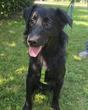 LINDO, Hund, Mischlingshund in Kroatien - Bild 7
