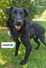 LINDO, Hund, Mischlingshund in Kroatien - Bild 8