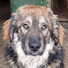 MISHU, Hund, Mischlingshund in Kroatien - Bild 1