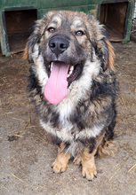 MISHU, Hund, Mischlingshund in Kroatien - Bild 2