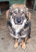 MISHU, Hund, Mischlingshund in Kroatien - Bild 3