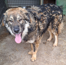 MISHU, Hund, Mischlingshund in Kroatien - Bild 4