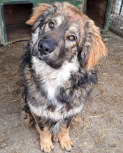 MISHU, Hund, Mischlingshund in Kroatien - Bild 5