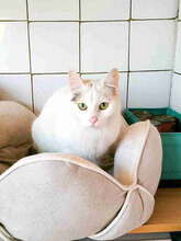 BELINDA, Katze, Europäisch Kurzhaar in Bulgarien - Bild 2