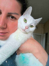 BELINDA, Katze, Europäisch Kurzhaar in Bulgarien - Bild 3