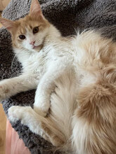 OLY, Katze, Europäisch Kurzhaar in Bulgarien - Bild 2