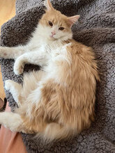 OLY, Katze, Europäisch Kurzhaar in Bulgarien - Bild 3