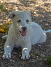 CLARA, Hund, Mischlingshund in Rumänien - Bild 1