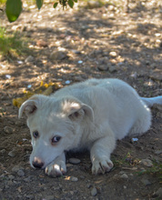 CLARA, Hund, Mischlingshund in Rumänien - Bild 2