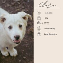 CLARA, Hund, Mischlingshund in Rumänien - Bild 3