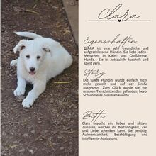 CLARA, Hund, Mischlingshund in Rumänien - Bild 4