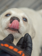 CLARA, Hund, Mischlingshund in Rumänien - Bild 5