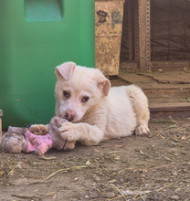 CLARA, Hund, Mischlingshund in Rumänien - Bild 6