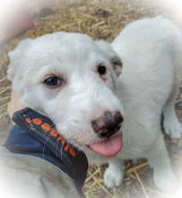 CLARA, Hund, Mischlingshund in Rumänien - Bild 7