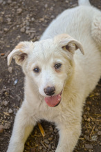 CLARA, Hund, Mischlingshund in Rumänien - Bild 8