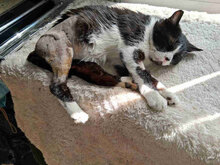 MARKO, Katze, Europäisch Kurzhaar in Bulgarien - Bild 2