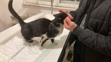 MARKO, Katze, Europäisch Kurzhaar in Bulgarien - Bild 4