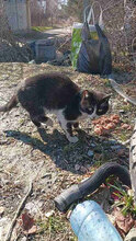 MARKO, Katze, Europäisch Kurzhaar in Bulgarien - Bild 5