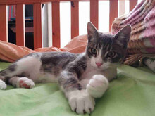 KEN, Katze, Europäisch Kurzhaar in Spanien - Bild 1